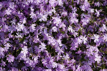Obraz premium Lila Blumen