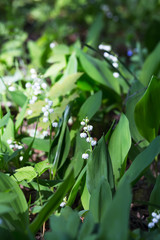 lily of the valley growing in the forest