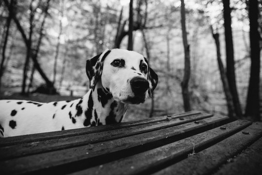 Cute And Beautiful Dalmatian In Black And White