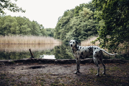 Dalmatian In The Forest At Lake