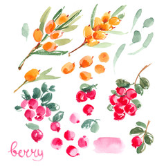 Berries painted with watercolors on white background. Colored berries, red and orange. Cranberry, cranberries, sea buckthorn