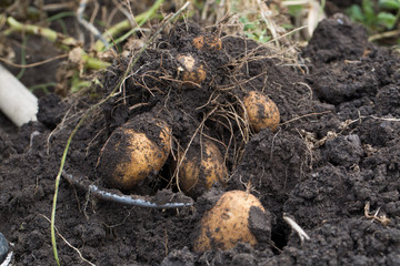 The tubers of potatoes lying in the ground