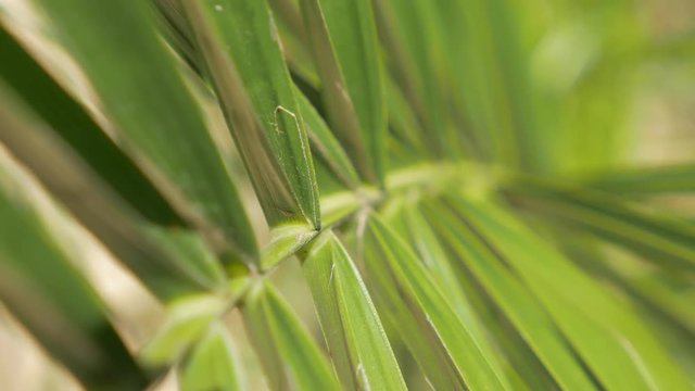 Decorative palm tree shallow DOF 4K 2160p UHD video - Palm tree branch green 4K 3840X2160 UHD footage 