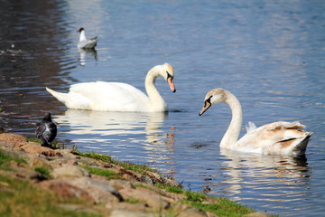 Fototapeta premium лебедь на пруду 