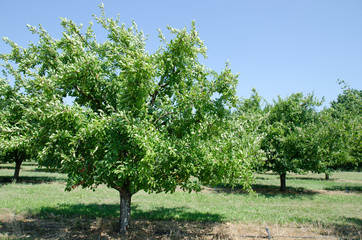 Orchard of plum trees in France