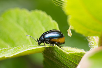 Female alder leaf beetle Agelastica alni full with eggs on alder leaf 