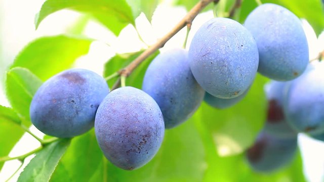 Ripe plums on the branch shake on the wind.