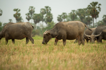 Obraz premium water buffalo is grazing on the meadow, thailand