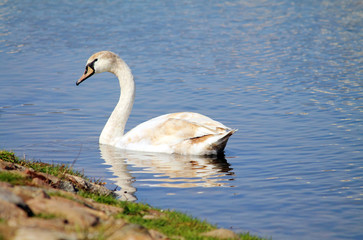 Fototapeta premium лебедь на пруду 