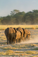 Group of elephants shot at the back in Amboseli, Kenya. Vertical shot.