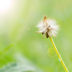 Wild Daisy with lens flare