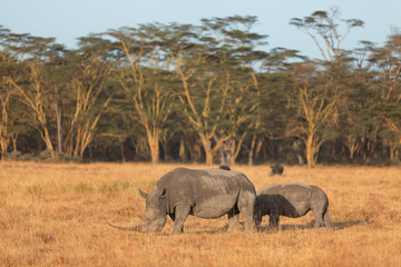 Two white rhino in Nakuru Park, Kenya during the dry season