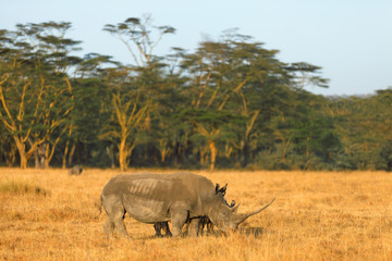 Obraz premium White rhino in Nakuru Park, Kenya during the dry season