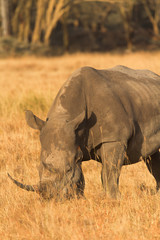 Fototapeta premium Portrait of white rhino in Nakuru Park, Kenya during the dry season. Vertical shot.