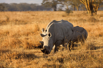 Group of white rhinos in Nakuru Park, Kenya during the dry season