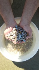 vendita di telline