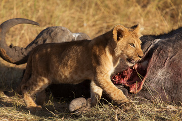 Lion cub eating a buffalo corps at sunset in Masai Mara, Kenya