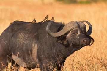 Male buffalo with oxpecker on its nose. Shot at sunset in Masai Mara, Kenya. Side view