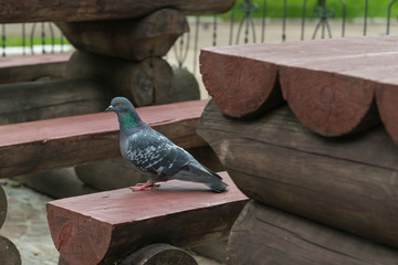 Obraz premium rock pigeon on the bench