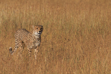 Male cheetah walking in grass and looking for pray in Masai Mara, Kenya
