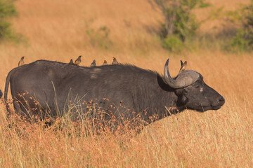 Close up of oxpeckers on the back of a buffalo. Full length view.