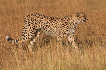 Male cheetah walking in grass and looking for pray in Masai Mara, Kenya. Side view.