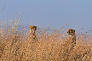 Two male cheetahs in high grass. Shot in Masai Mara, Kenya.