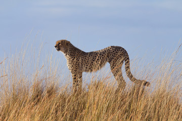 Male cheetah in high grass of Masai Mara, Kenya.