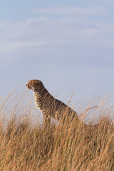 Male cheetah sitting in high grass of Masai Mara, Kenya. Vertical shot