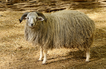 Fototapeta premium Big horned sheep in the paddock