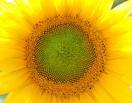 Close up of centre of single sunflower