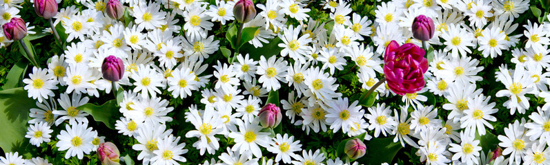 Fototapeta premium White daisy field .