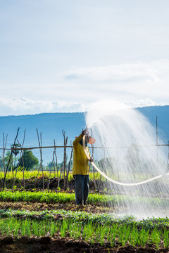 Farmer watering in the vegetable field
