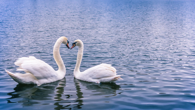 Swans forming a heart
