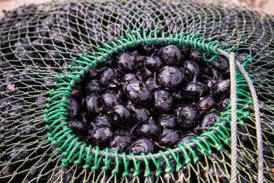 Harvesting waternut in the field