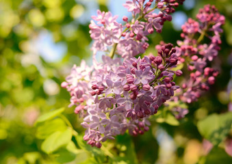Lilac flower under the blue sky. Spring flowers background