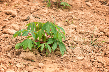 Cassava or manioc plant close up in a field