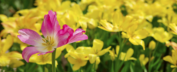 Obraz na płótnie Canvas Pink tulip isolated .