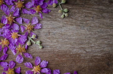 Lagerstroemia floribunda or also known as Thai crape myrtle and