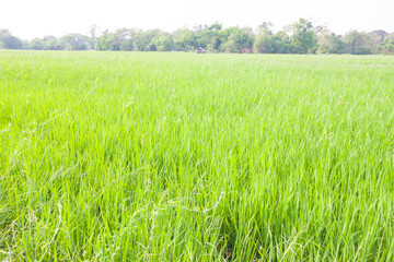 the gold and green rice in the field rice background