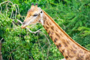 giraffe in the nature