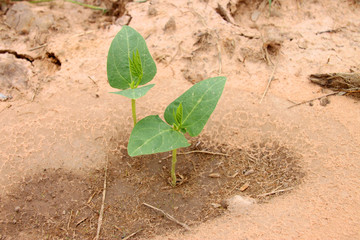 young cowpea