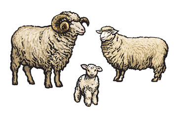 White sheep isolated, sketch vector illustration drawn by hand, isolated on a white background, a man woman and child a sheep, a flock of sheep, farm animals, cloven-hoofed livestock