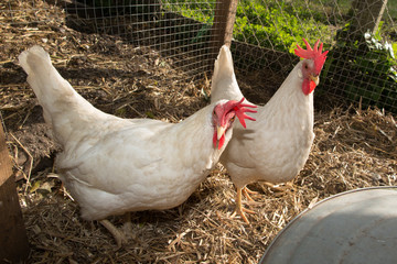 White Chicken strutting outside on a farm.