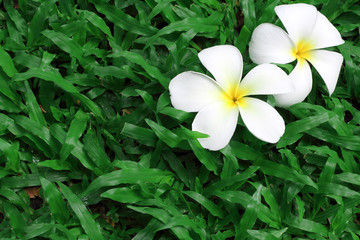 plumeria flowers, plumeria on green grass background