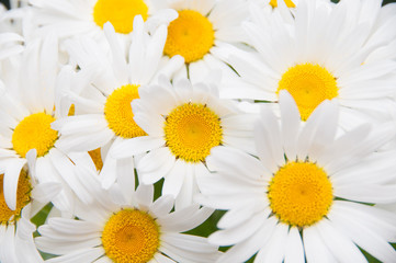 Beautiful white chamomiles, selective focus