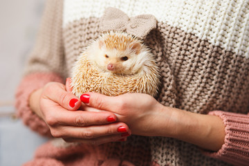 Little white hedgehog on a girl's hands over christmas background © cherry_d