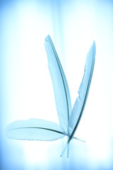 Abstract Feathers with Blue Tint