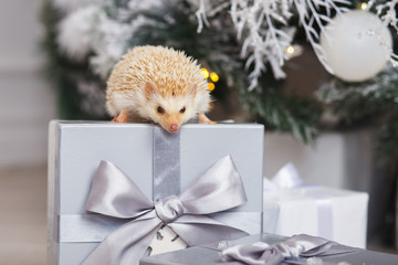 Little white hedgehog on a gift box under christmas tree © cherry_d