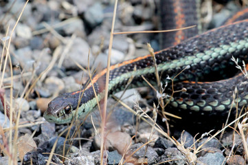 Common Garter Snake